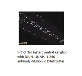 Anti-JunD Antibody from FabGennix (DJUN-101AP) - Antibodies.com