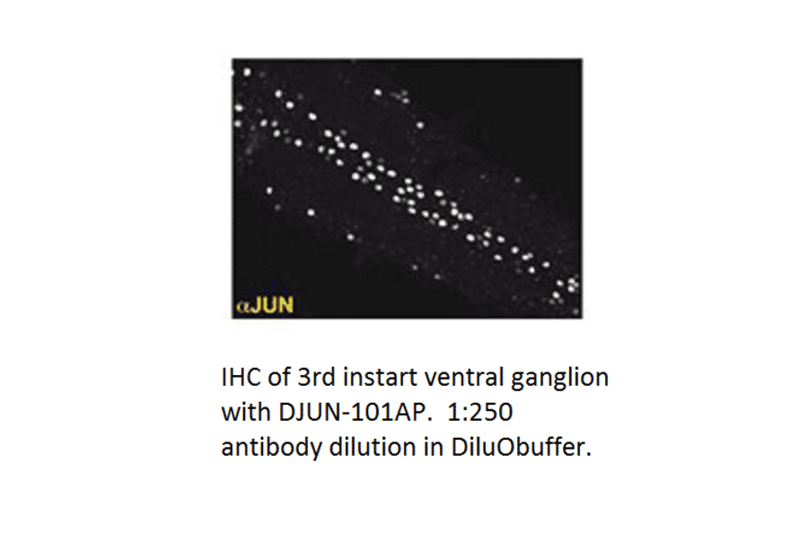 Anti-JunD Antibody from FabGennix (DJUN-101AP) - Antibodies.com