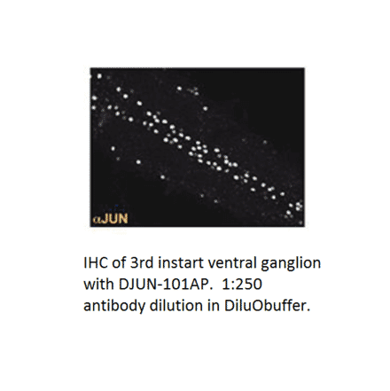 Anti-JunD Antibody from FabGennix (DJUN-101AP) - Antibodies.com