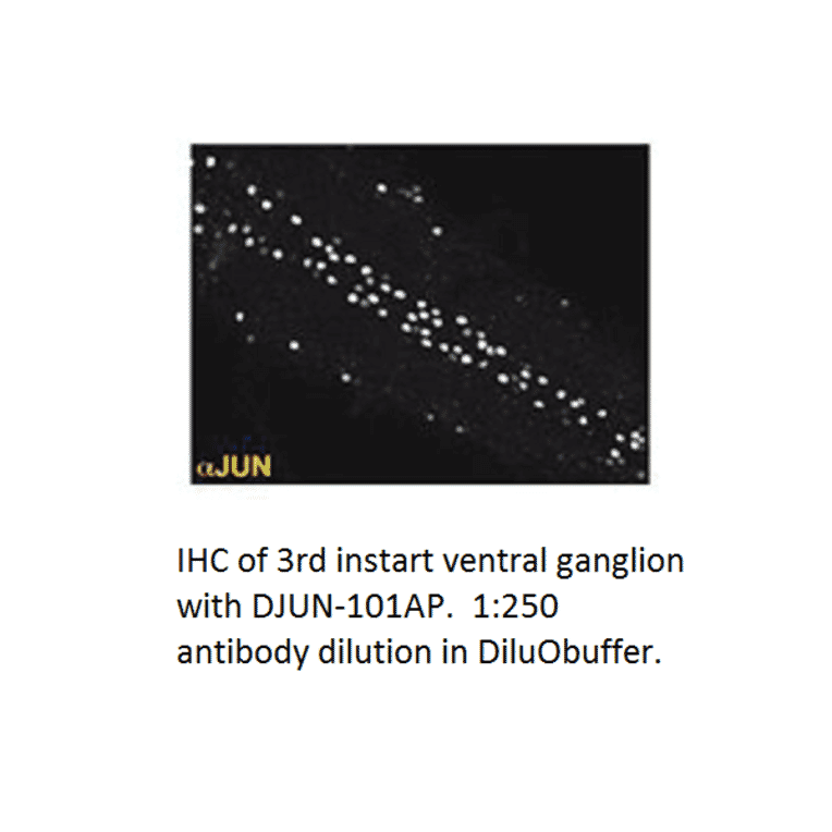 Anti-JunD Antibody from FabGennix (DJUN-101AP) - Antibodies.com