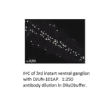 Anti-JunD Antibody from FabGennix (DJUN-101AP) - Antibodies.com