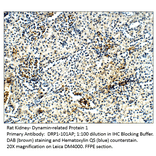 Anti-DRP1 Antibody from FabGennix (DRP1-101AP) - Antibodies.com