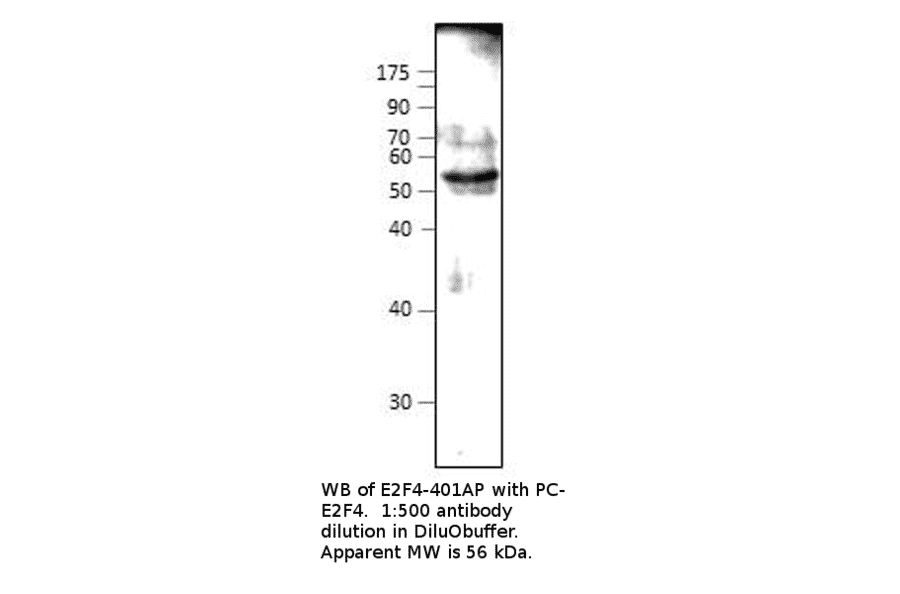 Anti-E2F4 Antibody from FabGennix (E2F4-401AP) - Antibodies.com