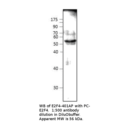 Anti-E2F4 Antibody from FabGennix (E2F4-401AP) - Antibodies.com