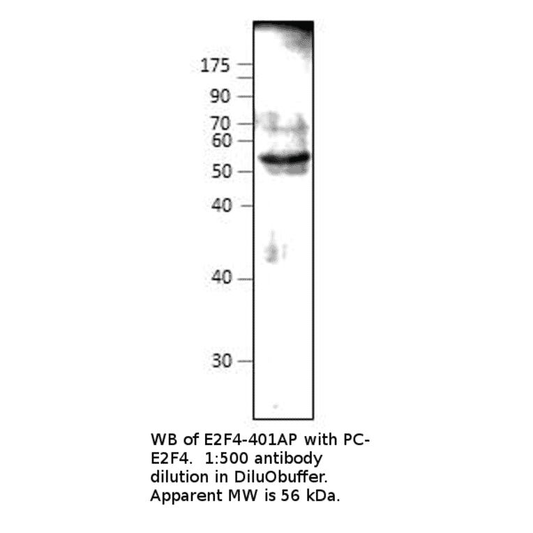 Anti-E2F4 Antibody from FabGennix (E2F4-401AP) - Antibodies.com