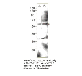 Anti-EHD1 Antibody from FabGennix (EHD1-101AP) - Antibodies.com