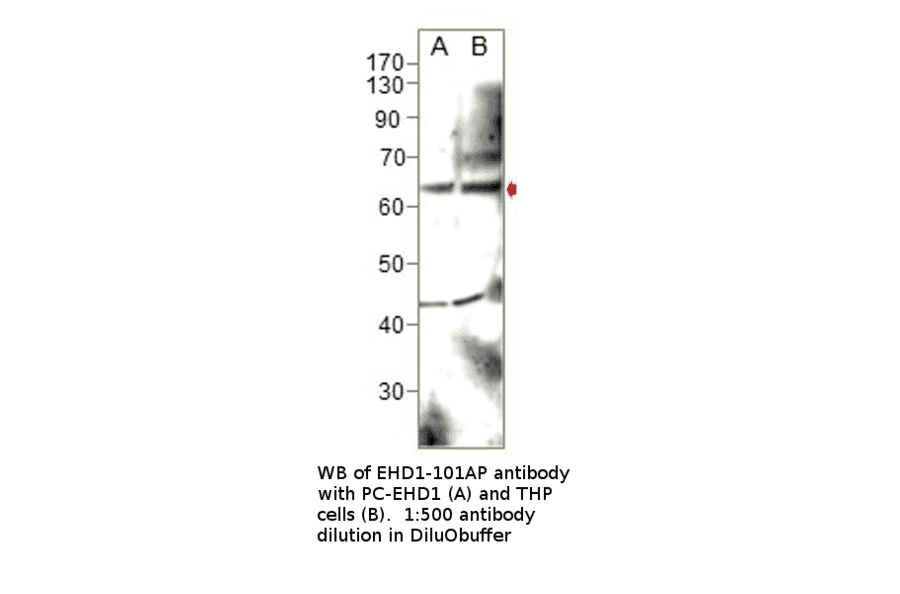 Anti-EHD1 Antibody from FabGennix (EHD1-101AP) - Antibodies.com