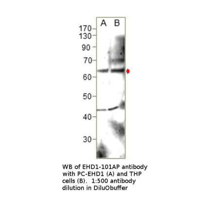 Anti-EHD1 Antibody from FabGennix (EHD1-101AP) - Antibodies.com