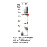 Anti-EHD1 Antibody from FabGennix (EHD1-101AP) - Antibodies.com