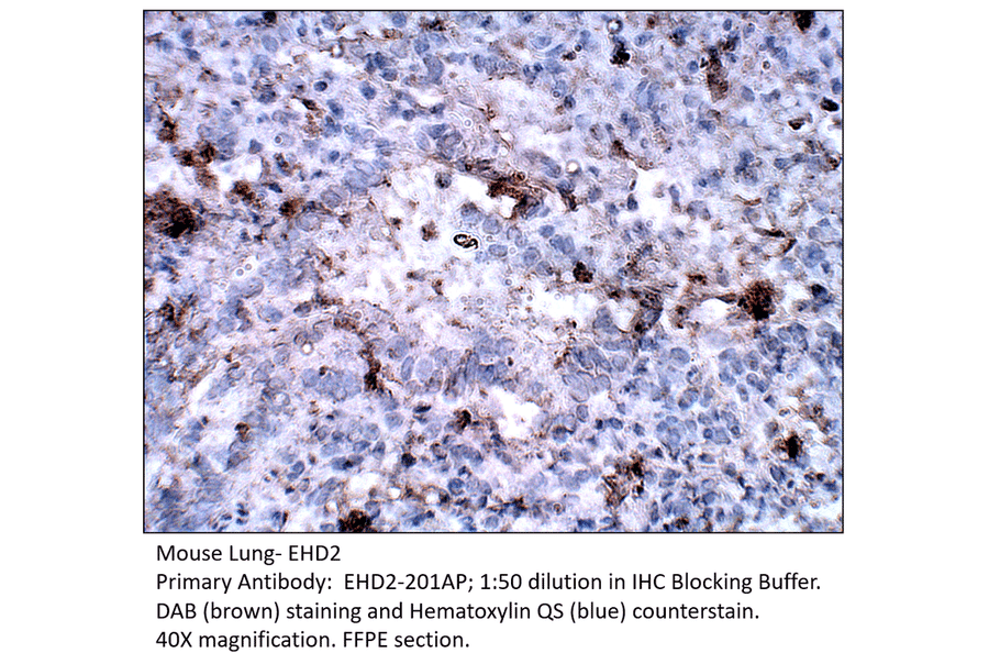 Anti-EHD2 Antibody from FabGennix (EHD2-201AP) - Antibodies.com