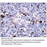 Anti-EHD2 Antibody from FabGennix (EHD2-201AP) - Antibodies.com
