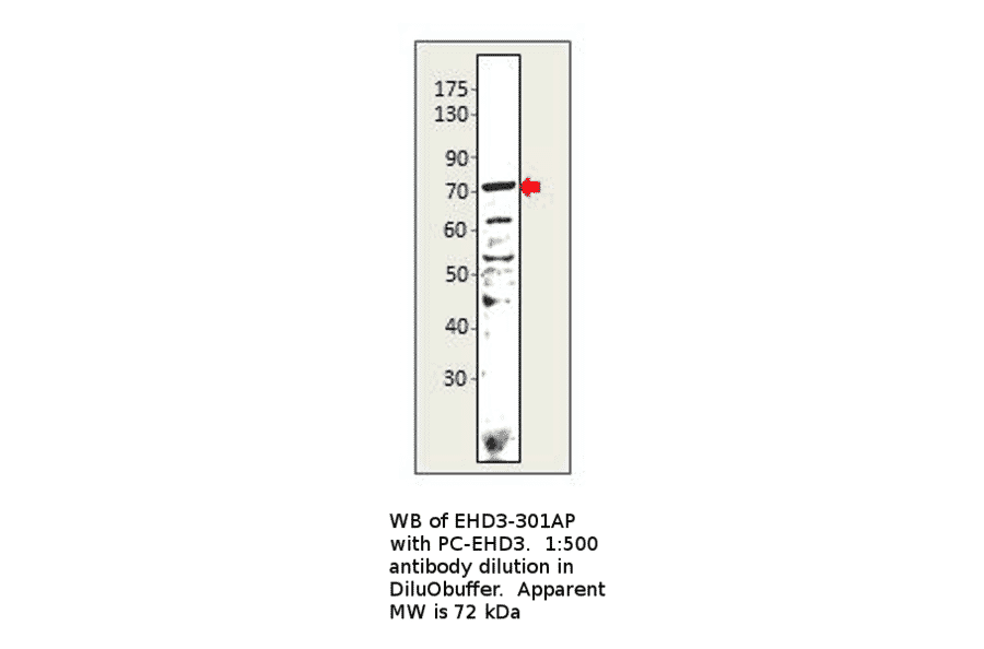 Anti-EHD3 Antibody from FabGennix (EHD3-301AP) - Antibodies.com