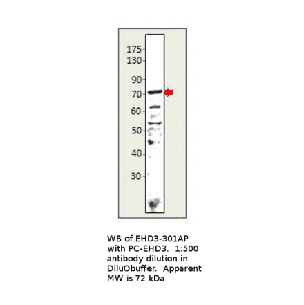 Anti-EHD3 Antibody from FabGennix (EHD3-301AP) - Antibodies.com