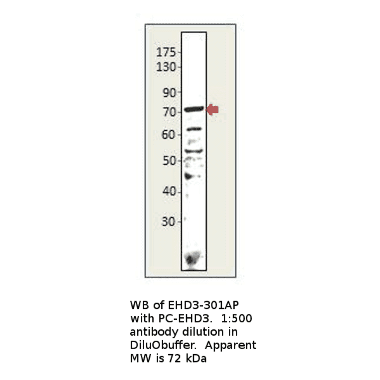 Anti-EHD3 Antibody from FabGennix (EHD3-301AP) - Antibodies.com