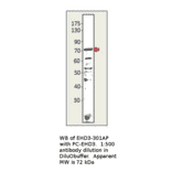 Anti-EHD3 Antibody from FabGennix (EHD3-301AP) - Antibodies.com