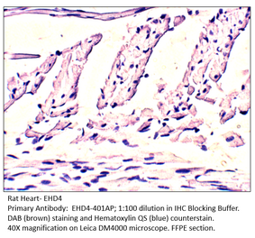 Anti-EHD4 Antibody from FabGennix (EHD4-401AP) - Antibodies.com