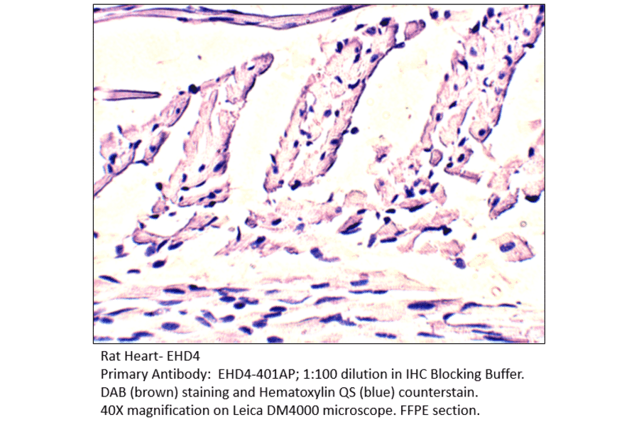 Anti-EHD4 Antibody from FabGennix (EHD4-401AP) - Antibodies.com