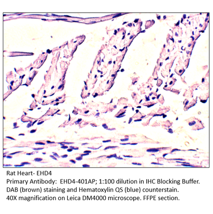 Anti-EHD4 Antibody from FabGennix (EHD4-401AP) - Antibodies.com