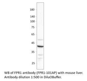 Anti-FPR1 Antibody from FabGennix (FPR1-101AP) - Antibodies.com