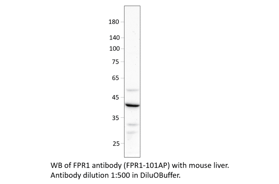 Anti-FPR1 Antibody from FabGennix (FPR1-101AP) - Antibodies.com