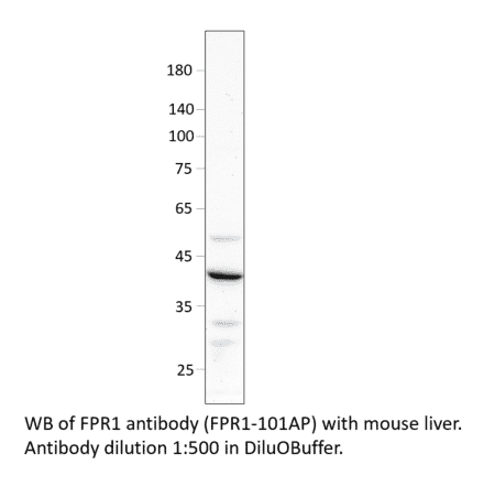 Anti-FPR1 Antibody from FabGennix (FPR1-101AP) - Antibodies.com