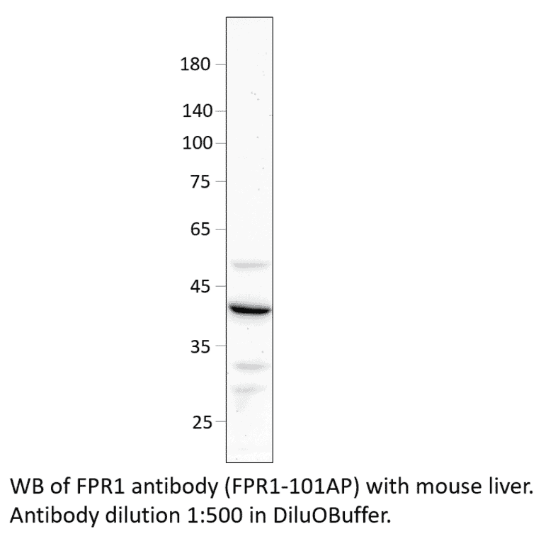 Anti-FPR1 Antibody from FabGennix (FPR1-101AP) - Antibodies.com