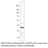 Anti-FPR1 Antibody from FabGennix (FPR1-101AP) - Antibodies.com