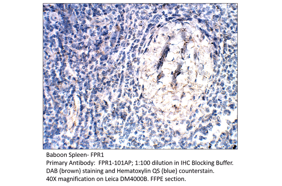 Anti-FPR1 Antibody from FabGennix (FPR1-101AP) - Antibodies.com