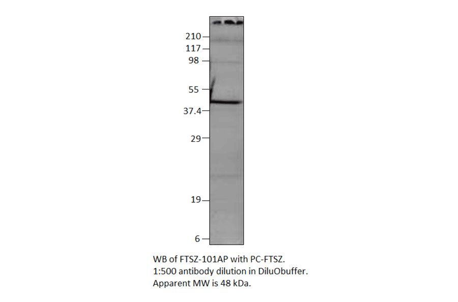 Anti-FtsZ Antibody from FabGennix (FTSZ-101AP) - Antibodies.com