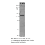Anti-FtsZ Antibody from FabGennix (FTSZ-101AP) - Antibodies.com