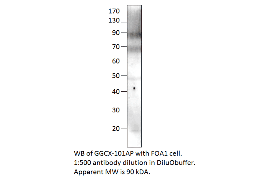 Anti-GGCX Antibody from FabGennix (GGCX-101AP) - Antibodies.com