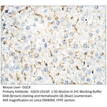 Anti-GGCX Antibody from FabGennix (GGCX-101AP) - Antibodies.com