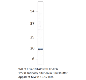 Anti-IL32 Antibody from FabGennix (IL32-101AP) - Antibodies.com