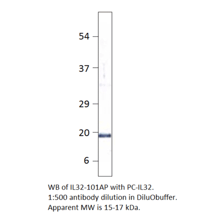 Anti-IL32 Antibody from FabGennix (IL32-101AP) - Antibodies.com