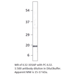 Anti-IL32 Antibody from FabGennix (IL32-101AP) - Antibodies.com