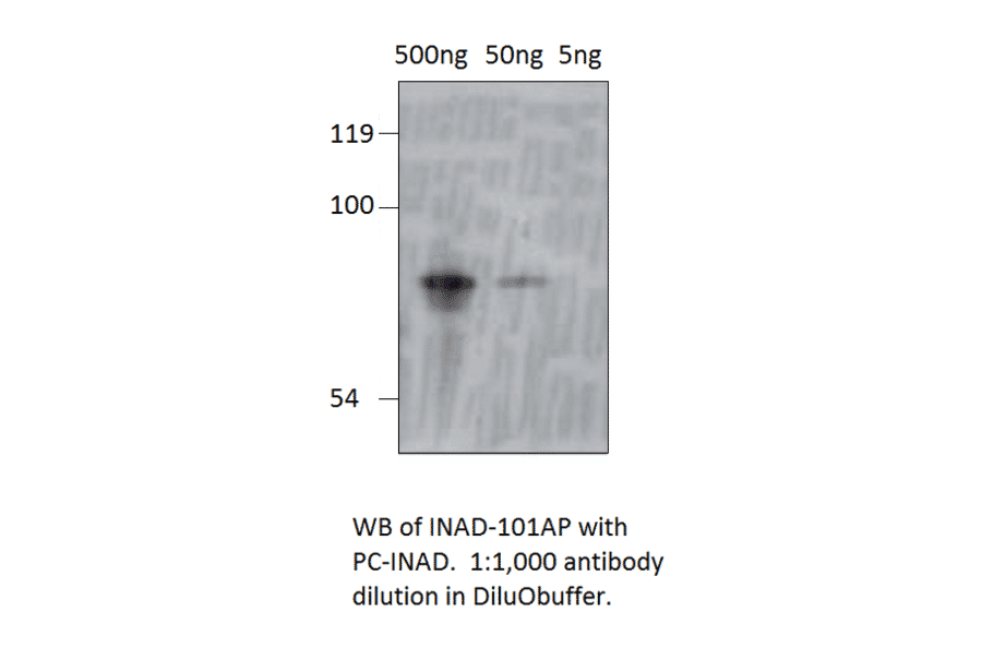 Anti-inaD Antibody from FabGennix (INAD-101AP) - Antibodies.com