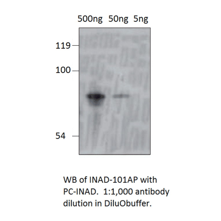 Anti-inaD Antibody from FabGennix (INAD-101AP) - Antibodies.com