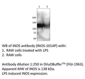 Anti-iNOS Antibody from FabGennix (iNOS-101AP) - Antibodies.com