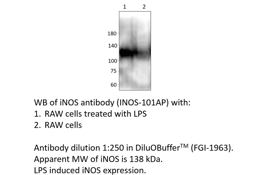 Anti-iNOS Antibody from FabGennix (iNOS-101AP) - Antibodies.com