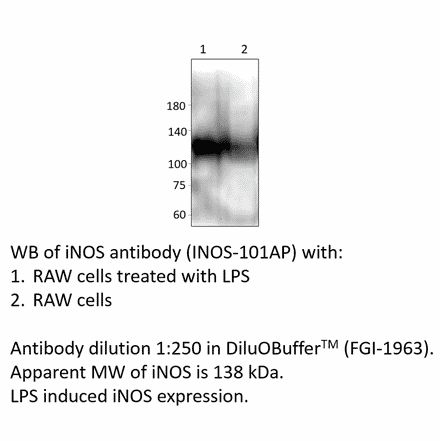 Anti-iNOS Antibody from FabGennix (iNOS-101AP) - Antibodies.com