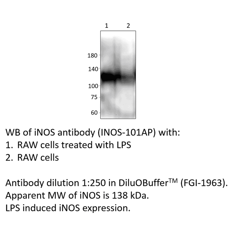 Anti-iNOS Antibody from FabGennix (iNOS-101AP) - Antibodies.com
