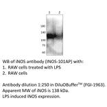 Anti-iNOS Antibody from FabGennix (iNOS-101AP) - Antibodies.com
