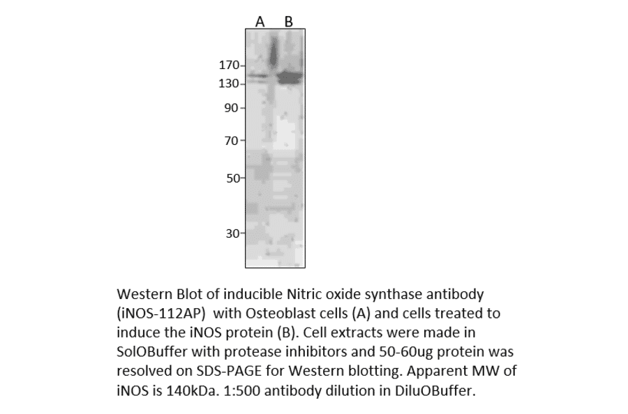 Anti-iNOS Antibody from FabGennix (iNOS-112AP) - Antibodies.com