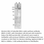 Anti-iNOS Antibody from FabGennix (iNOS-112AP) - Antibodies.com