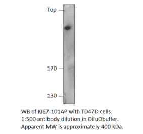 Anti-Ki67 Antibody (A55007) - Antibodies.com