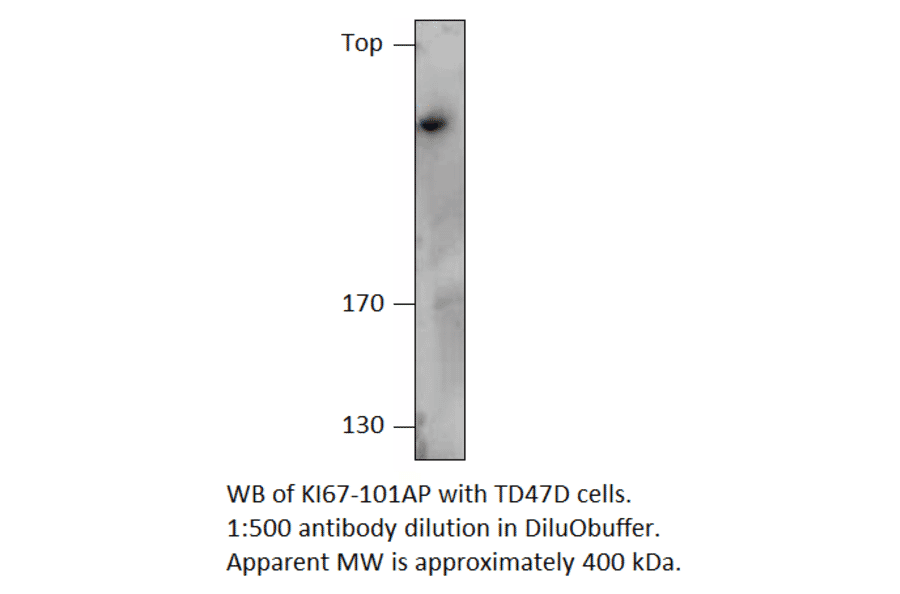 Anti-Ki67 Antibody from FabGennix (KI67-101AP) - Antibodies.com