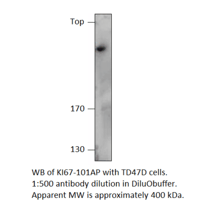 Anti-Ki67 Antibody from FabGennix (KI67-101AP) - Antibodies.com