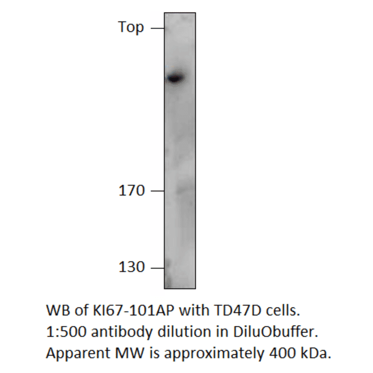 Anti-Ki67 Antibody from FabGennix (KI67-101AP) - Antibodies.com
