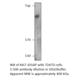 Anti-Ki67 Antibody from FabGennix (KI67-101AP) - Antibodies.com