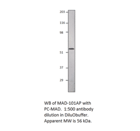Anti-Smad1 Antibody from FabGennix (MAD-101AP) - Antibodies.com